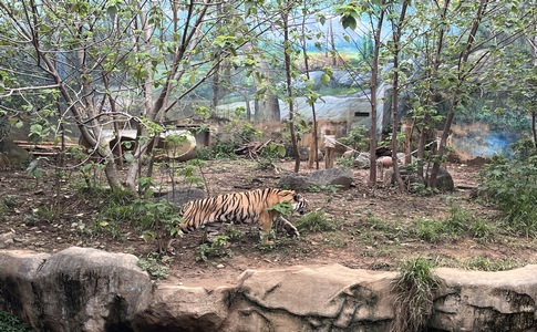 IMG_9926.jpeg