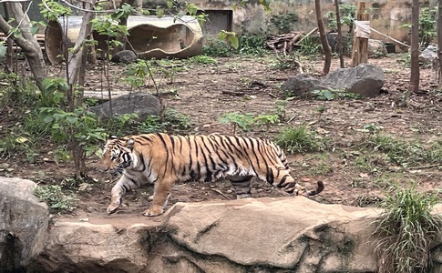 IMG_9928.jpeg